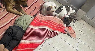Durakta köpeklerle birlikte uyuyan çocuklar yürekleri sızlattı