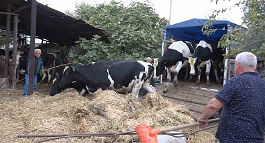 İlk düveler hak sahiplerine teslim edildi