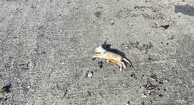İstanbul'da bir çok kedi dev dalgalar arasında boğuldu