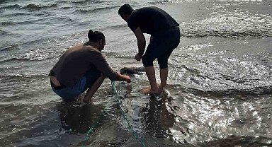 Kaçak ağa takılan deniz kaplumbağası kurtarıldı