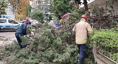 Kadıköy'de fırtına nedeniyle ağaç devrildi
