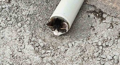 Kafası boruya sıkışan kediyi belediye personeli ve itfaiye kurtardı