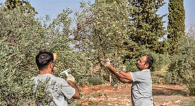 Kepez'den zeytin hasadı