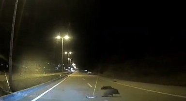 Kızılcahamam'da yabani hayvanlar yollara indi