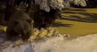 Korku dolu anlar kamerada, sinirlenen ayı böyle saldırdı