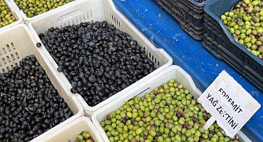 Kuraklık Zeytin Verimini Olumsuz Etkiledi