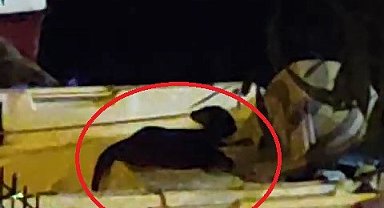 Nesli tükenme tehlikesinde olan su samuru Bursa'da görüntülendi