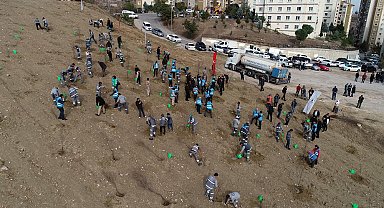 Pamukkale'de 3202 ağaç daha toprakla buluştu