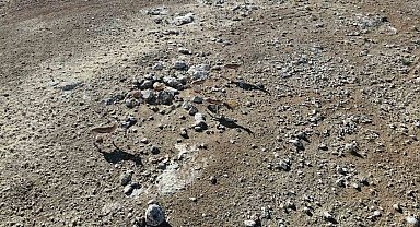 Şanlıurfa'da 20 ceylan doğaya salındı