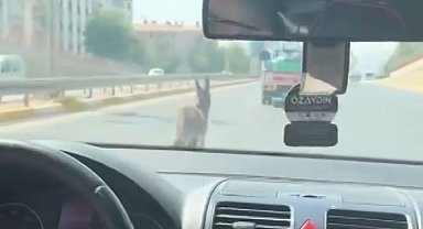 Şanlıurfa'da inatçı eşek trafiği birbirine kattı