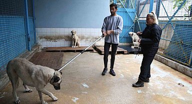 Sürü halinde dolaşan sokak köpeklerinden korunma tüyoları