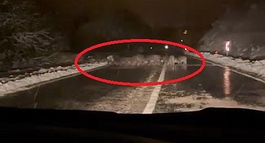 Yiyecek bulamayan domuz sürüsü yola indi