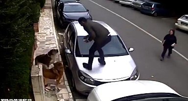 Ataşehir'de vatandaşlar, köpek saldırılarından araçların üzerine çıkarak kurtuldular