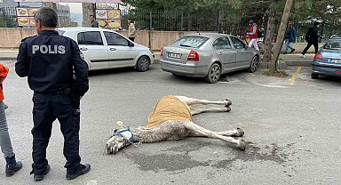 Bursa'da başıboş at sokak ortasında yere yığıldı