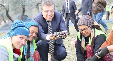 Edremit Körfezi yeşil çizik zeytini AB tarafından tanındı