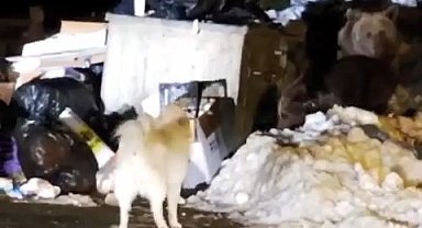 Uludağ'ın 'Uyuyamayan' ayı ailesi kendilerini rahatsız eden köpeğe saldırdı