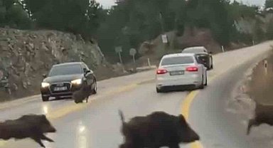 Aç kalan domuz sürüsü karayoluna indi