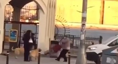 Kadıköy'de yaşlı kadına köpekler saldırdı