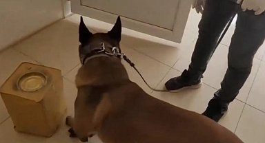 Peynir tenekelerindeki uyuşturucuyu narkotik köpeği Mia buldu