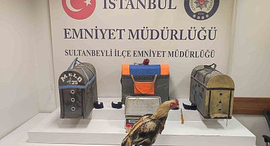 Sultanbeyli'de horoz dövüşçülerine polisten suçüstü