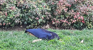 Taksim'de 3 sokak köpeğinin saldırdığı kedi telef oldu