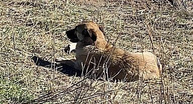 Ahıra giren başıboş köpekler 11 büyükbaş hayvanı telef etti