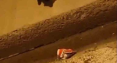 İstanbul'da güldüren anlar kamerada: Tilkileri öpücükle yanına çağırdı