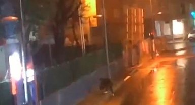 Küçükçekmece'de köpeği yere fırlatan şahıs yakalandı
