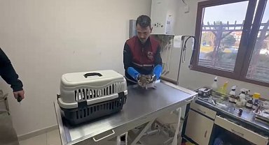 Pendik'te tedavi edilen yaralı atmaca doğaya dönecek