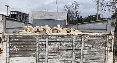 Ankara'da küçükbaş hayvan yüklü kamyon devrildi: 1 yaralı