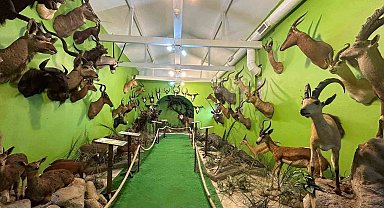 İstanbul'da yaban hayvanlarına ait 396 parça tahnit ele geçirildi