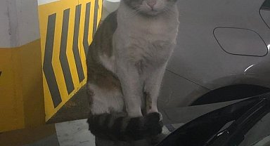 Kedi Eros'u tekmeleyerek öldüren sanık hakkındaki karara başsavcılık itiraz etti