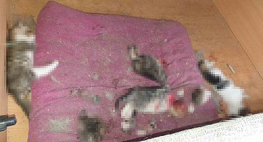 Ankara'da kan donduran olay: Kafası ve patileri koparılmış 6 yavru kedi ölüsü bulundu