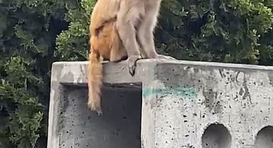 İstanbul'da firari maymun görenleri şaşkına çevirdi