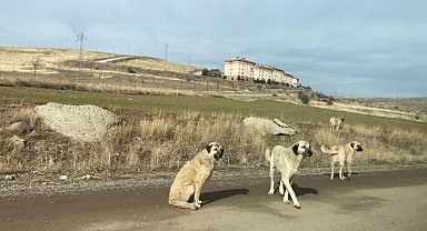 Ankara'da parkta yürüyen vatandaş başıboş köpeklerin saldırısına uğradı