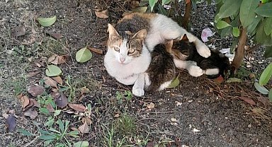 Rögar giderine sıkışan iki yavru kediyi itfaiye kurtardı