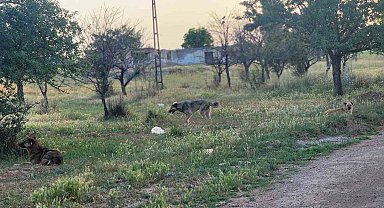Akyurt'ta başıboş köpekler 4 koyunu telef etti
