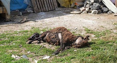 Başıboş sokak hayvanları Arnavutköy'de 2 küçükbaş hayvanı telef etti