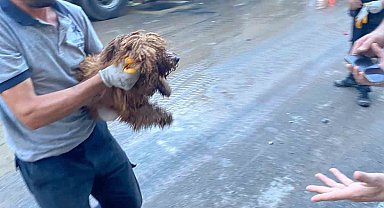 Çöken binanın enkazından 12 saat sonra bir köpek canlı olarak kurtarıldı