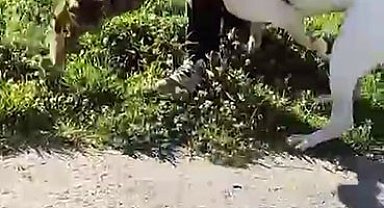 Esenler'de pitbull dehşeti kamerada: Saldırdığı kediyi adeta parçaladı