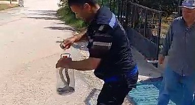 Yakaladığı yılanı pet şişeye koydu, doğaya saldı
