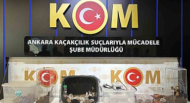 Yurda kaçak yöntemlerle getirtilmiş 42 özel tür hayvan ele geçirildi