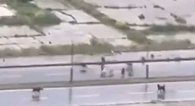 Başakşehir'de sokak köpekleri adama saldırdı