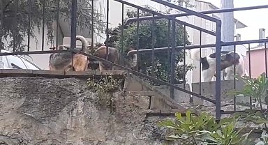 Beykoz'da başıboş köpeklere müdahale etmeyen Beykoz Belediyesi'ne mahalleliden tepki