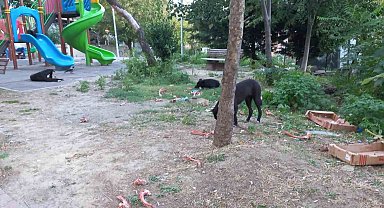 Beylikdüzü'nde köpekler kadına saldırdı: O anlar güvenlik kamerasında