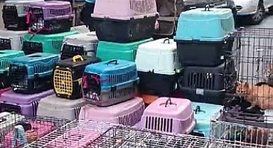İstanbul'da akıl almaz olay: Sözde hayvansever kadın 85 kediyi ölüme terk etti