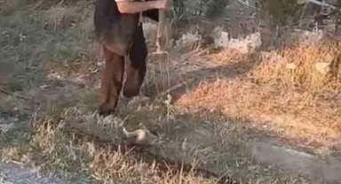 Ankara'nın Polatlı ilçesinde vahşet