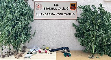 Çatalca'da jandarmanın baskın yaptığı evden 50 kök kenevir ele geçirildi