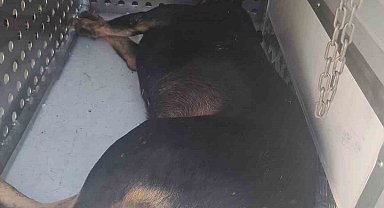 Fatih Belediyesi ekipleri saldırarak adamın ölümüne neden olan sahipsiz köpekleri topluyor