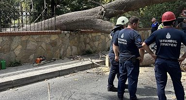 İstanbul Sarıyer'de çürüyen ağaç yola devrildi